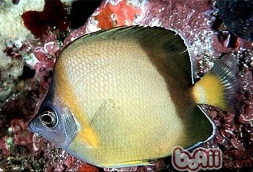 暗帶蝴蝶魚