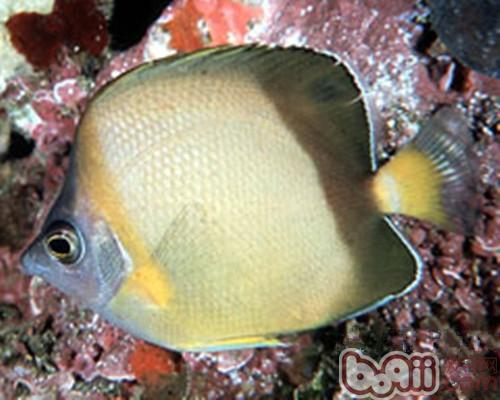 暗帶蝴蝶魚