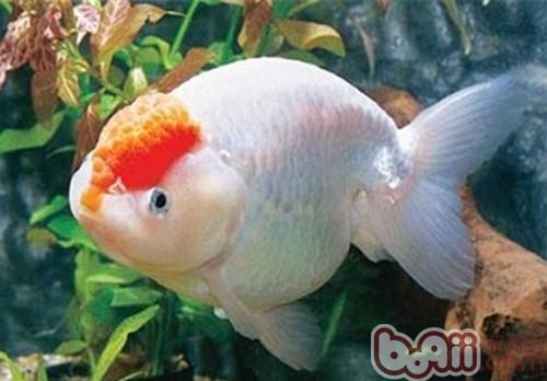 元寶紅