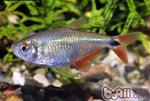 黑十字魚