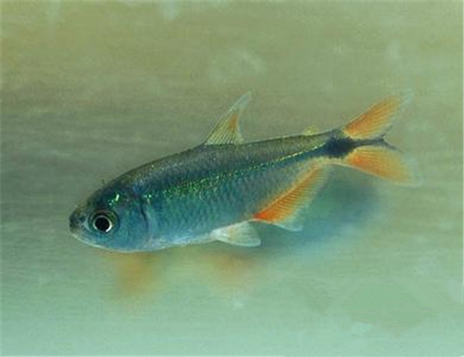 黑十字魚