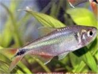 黑十字魚