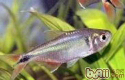 黑十字魚