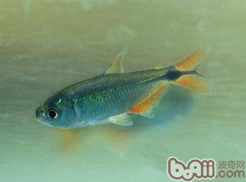 黑十字魚