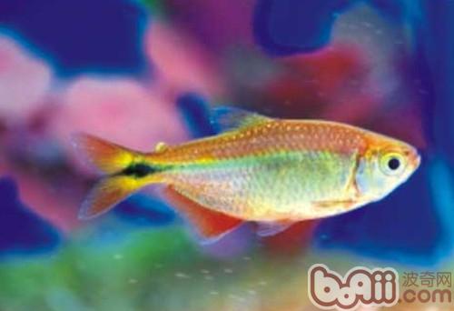 黑十字魚