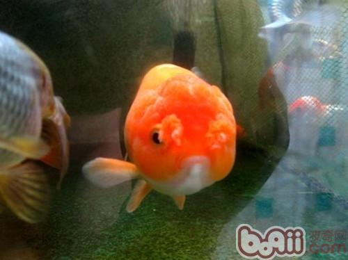 鵝頭球