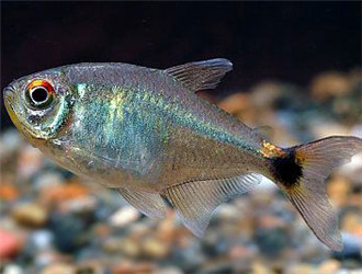 血翅魚