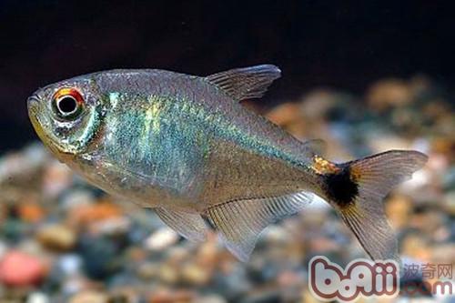 血翅魚