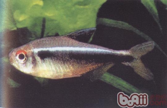 血翅魚