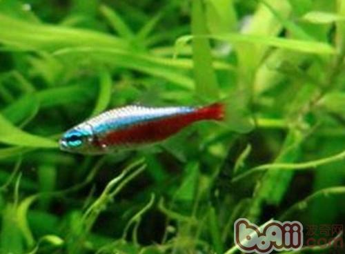 血翅魚