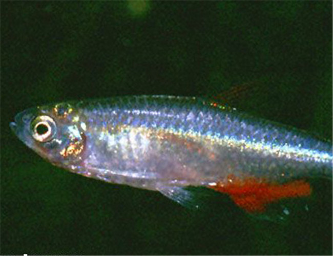 血翅魚