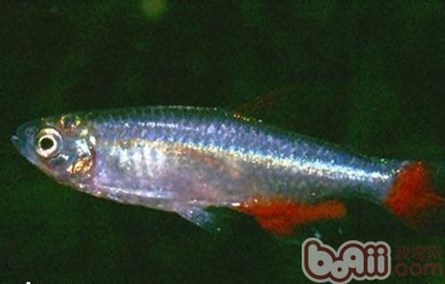 血翅魚