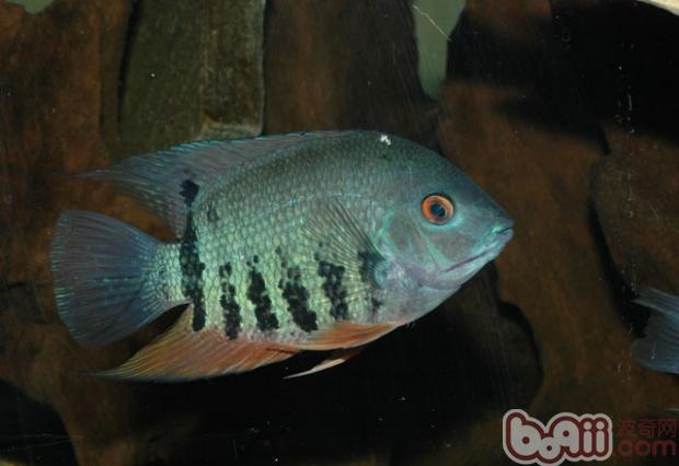 英麗魚