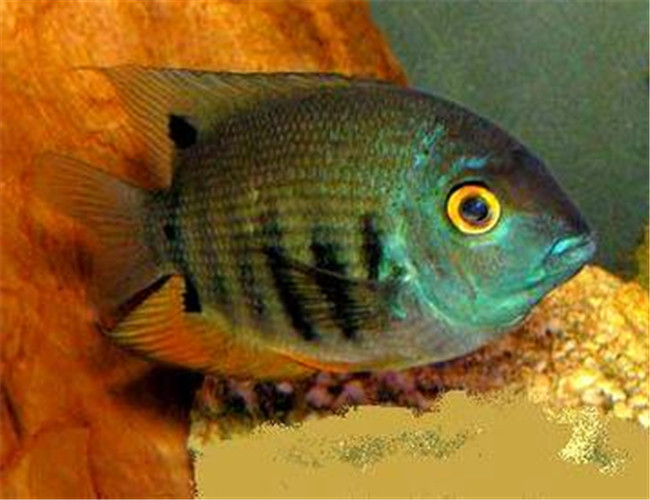 英麗魚
