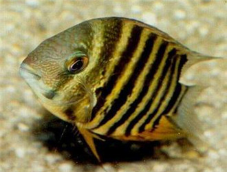 英麗魚