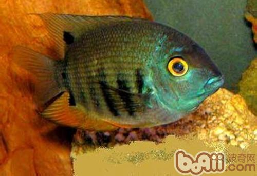 英麗魚