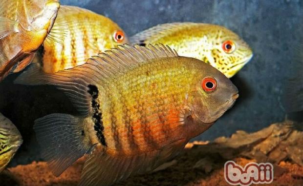 英麗魚