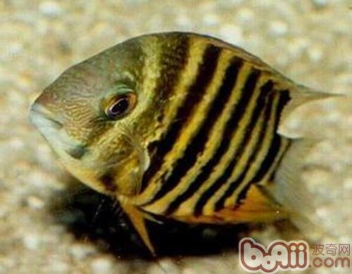 英麗魚