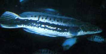 茅尖魚