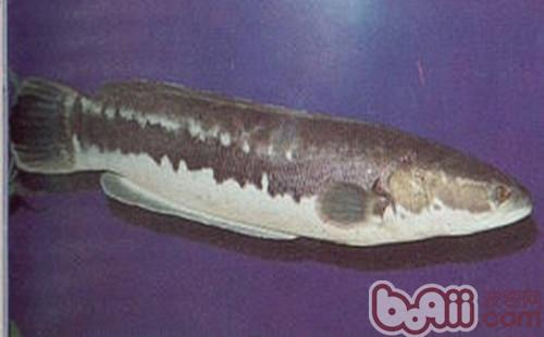 茅尖魚