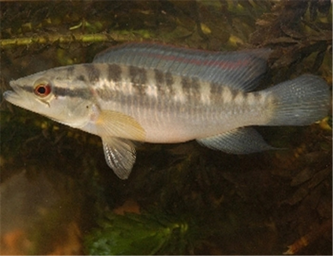 茅尖魚