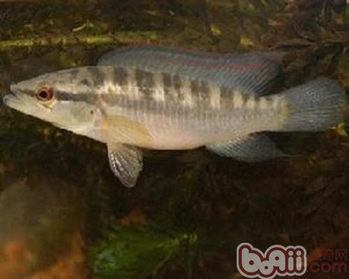 茅尖魚