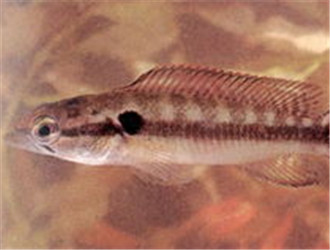 茅尖魚