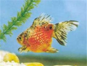 鳳尾花珍珠