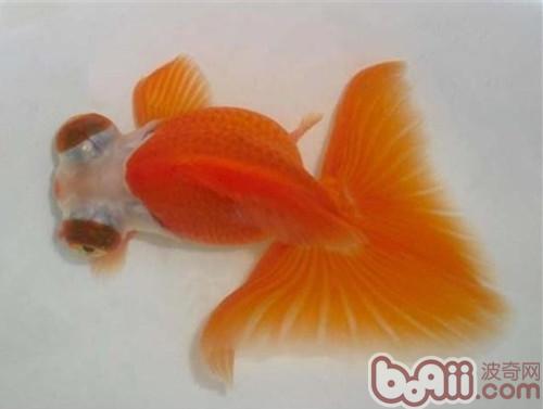 朱砂眼大蝶尾