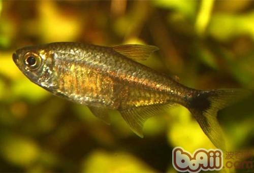 黃金燈魚