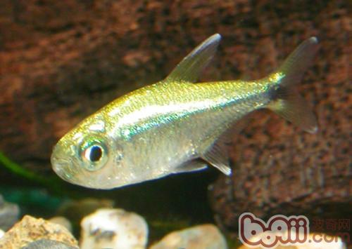 黃金燈魚