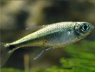 黃金燈魚