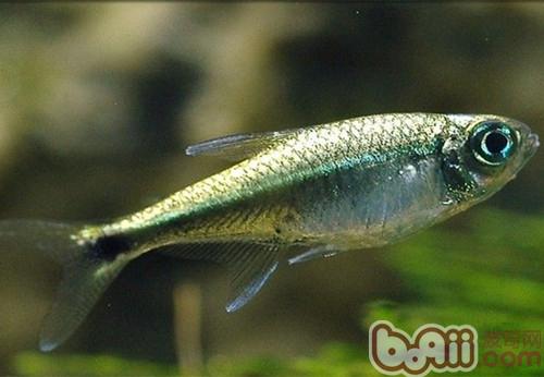 黃金燈魚