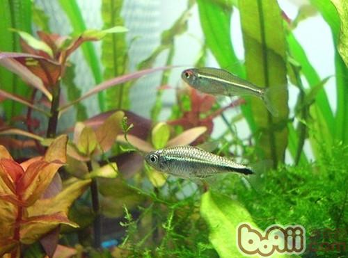 黃金燈魚