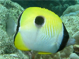 單斑蝴蝶魚