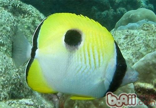 單斑蝴蝶魚
