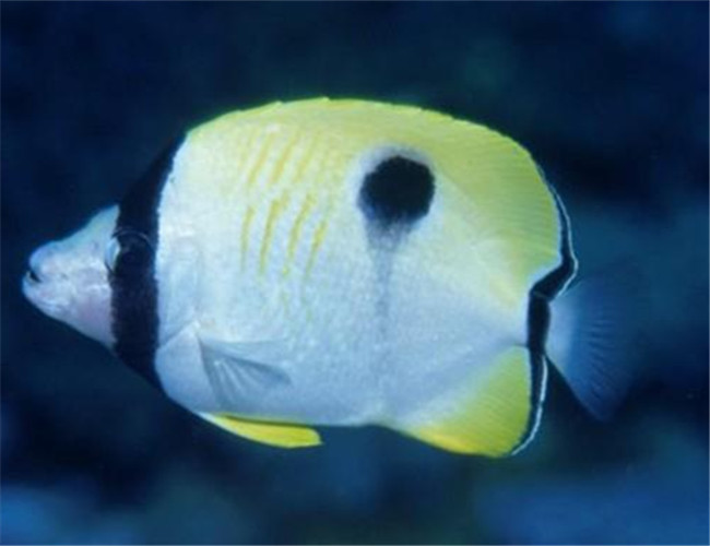 單斑蝴蝶魚
