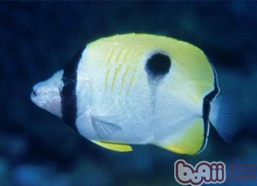 單斑蝴蝶魚