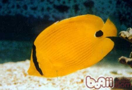 單斑蝴蝶魚