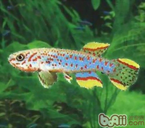 愛琴魚