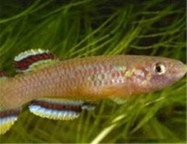 愛琴魚