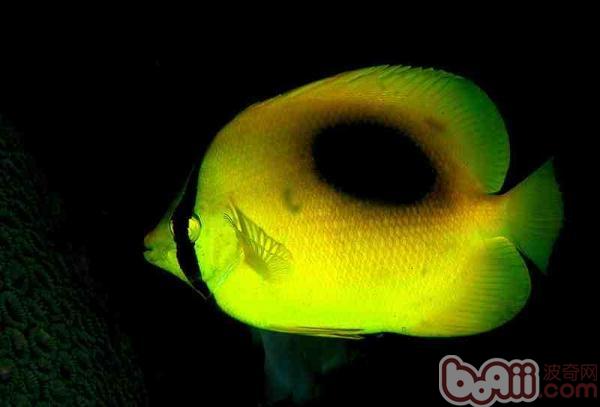 單斑蝴蝶魚