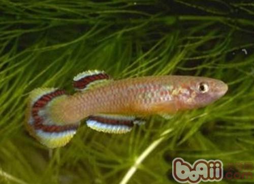 愛琴魚