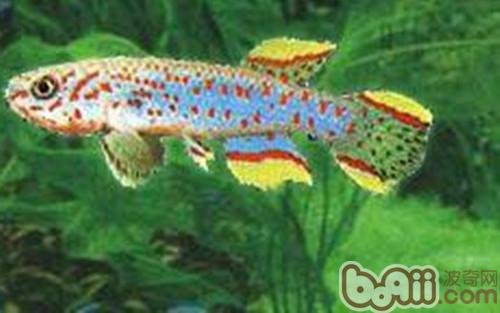 愛琴魚