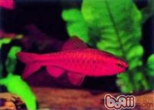 愛琴魚