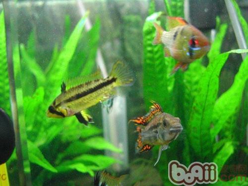 愛琴魚