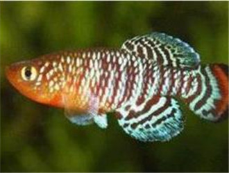 羅氏琴尾魚
