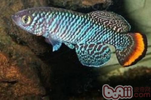 羅氏琴尾魚