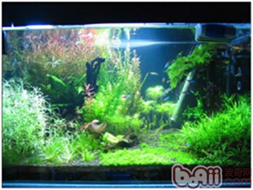 羅氏琴尾魚