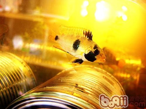 熊貓短鲷